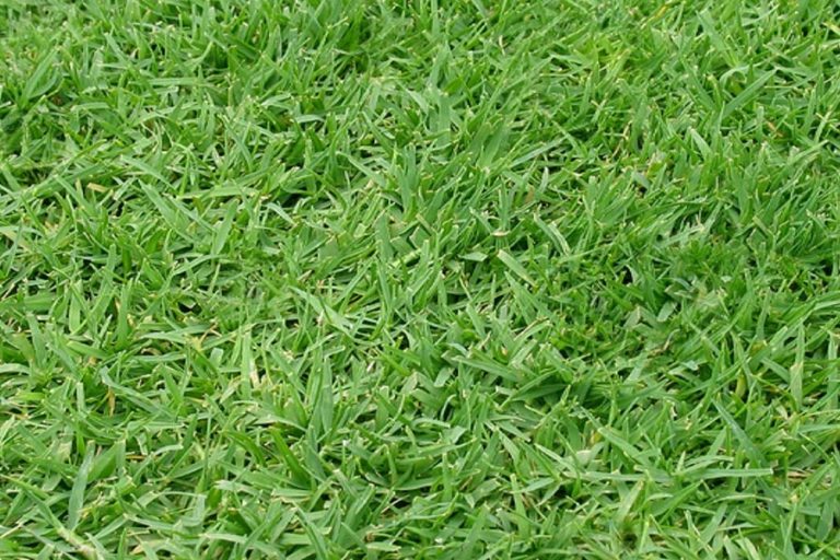 Couch Grass