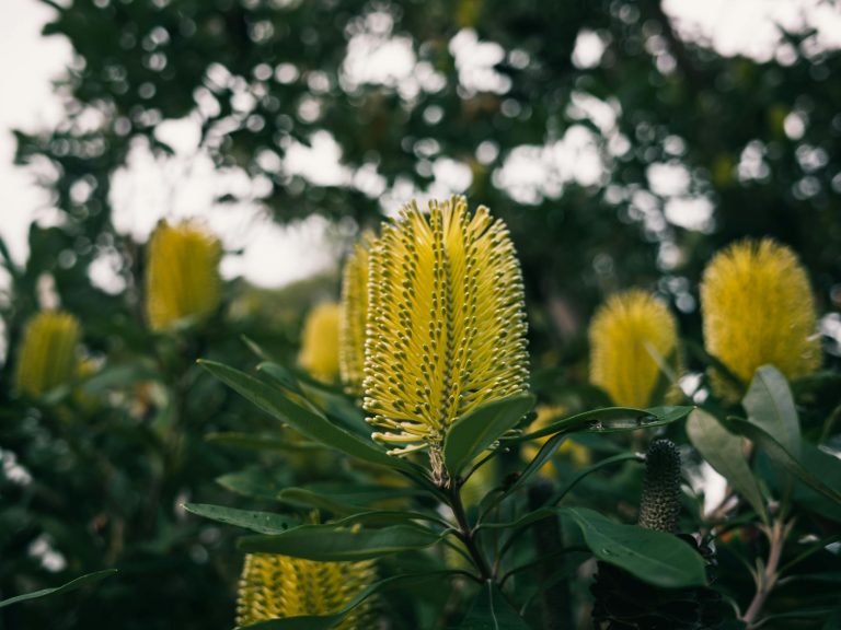 Vibrant close-up of yellow Banksia flowers showcasing natural beauty in an outdoor setting.